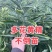 多花黄精高杆不倒苗源头基地现挖现发新鲜批发黄精
