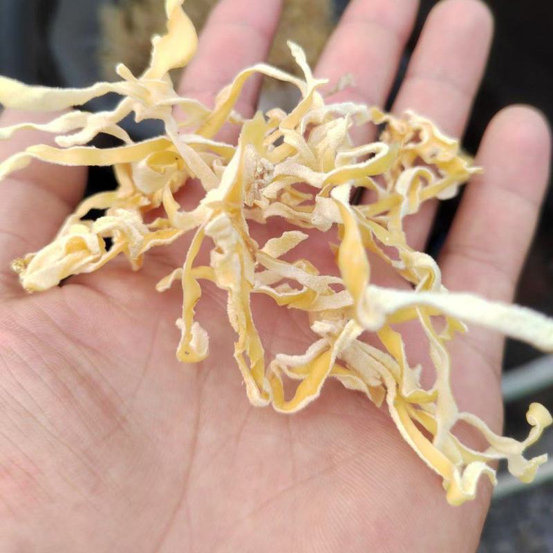 玉木耳丝唇白木耳丝耳丝白唇丝木耳丝自产自销白木耳丝价格低