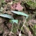 多花黄精高杆不倒苗源头基地现挖现发新鲜批发黄精