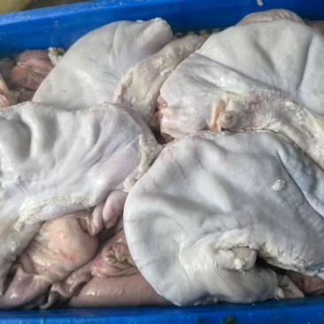 14一16个纯干修油猪肚