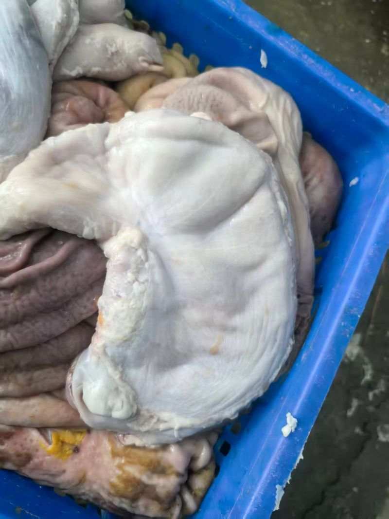 14一16个纯干修油猪肚