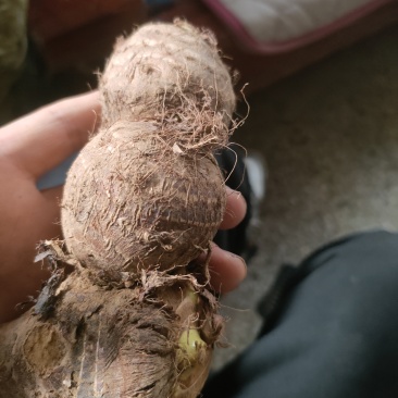 毛芋头
