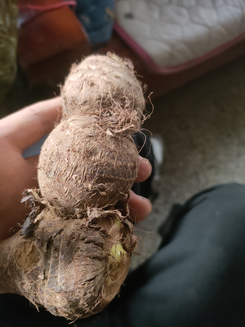 毛芋头