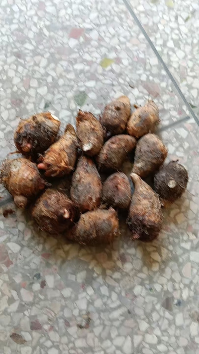 自己种的芋子，可以现挖现卖，大概5万斤左右，芋子口味很好