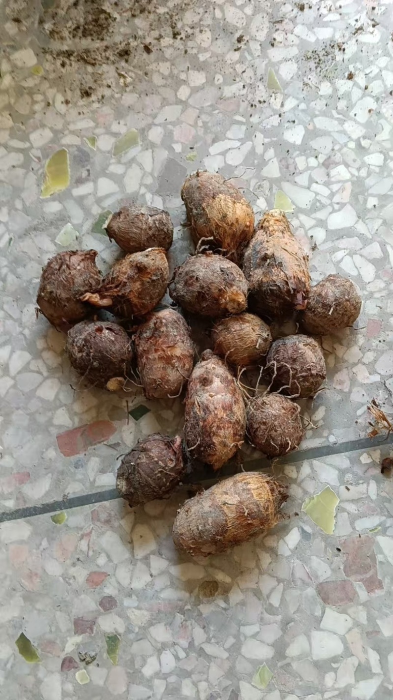 自己种的芋子，可以现挖现卖，大概5万斤左右，芋子口味很好