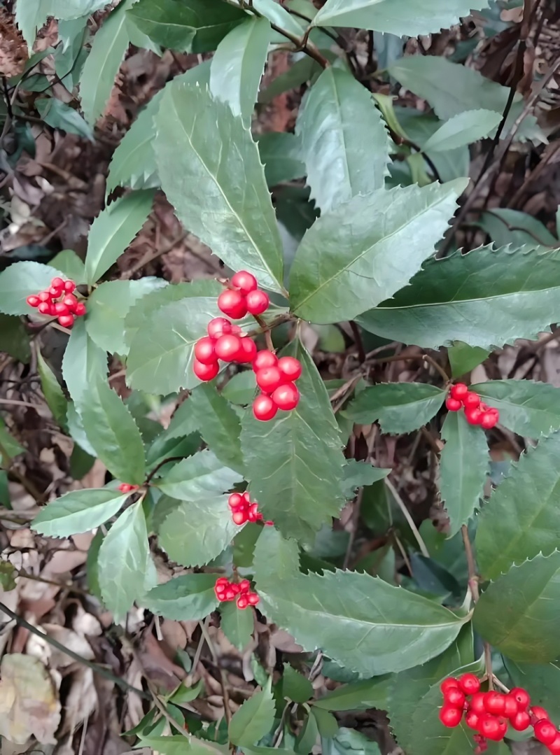草珊瑚苗基地现挖现发新鲜批发草珊瑚苗