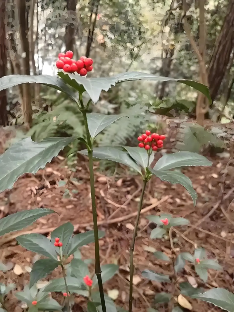 草珊瑚苗基地现挖现发新鲜批发草珊瑚苗
