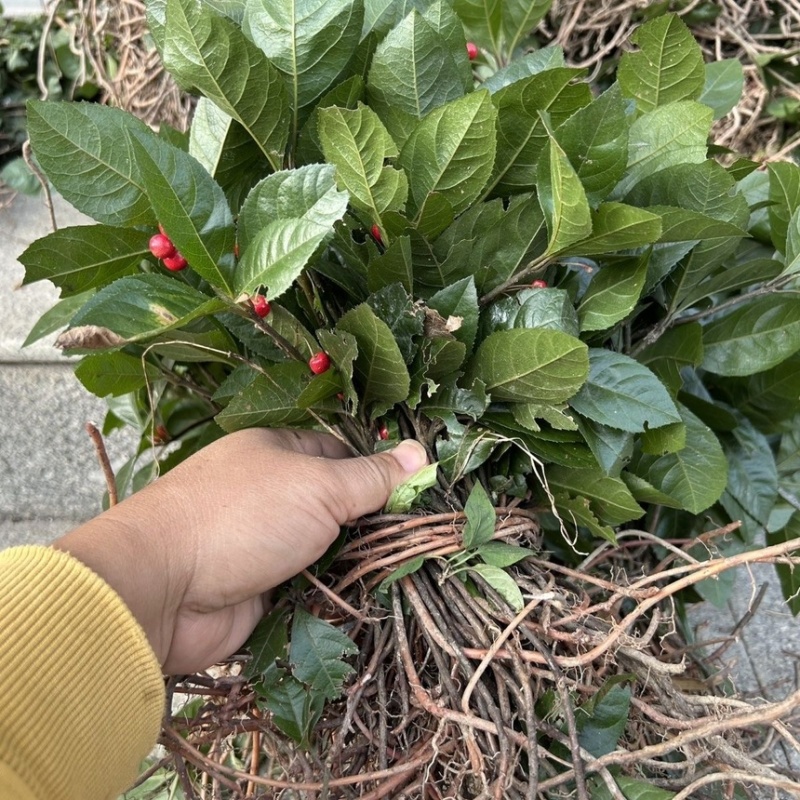 草珊瑚苗基地现挖现发新鲜批发草珊瑚苗