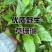草珊瑚苗基地现挖现发新鲜批发草珊瑚苗