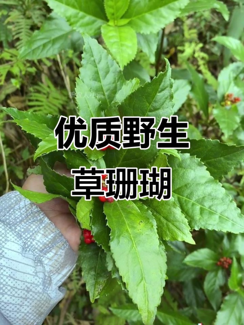 草珊瑚苗基地现挖现发新鲜批发草珊瑚苗