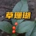 草珊瑚苗基地现挖现发新鲜批发草珊瑚苗