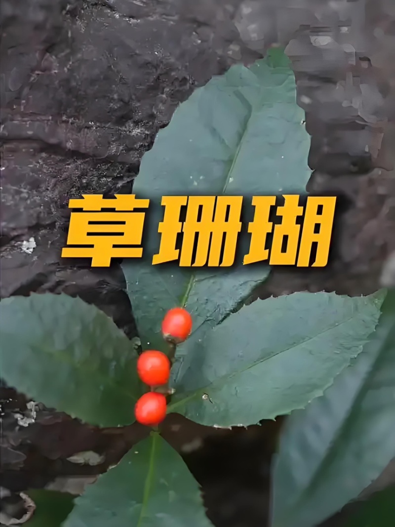 草珊瑚苗基地现挖现发新鲜批发草珊瑚苗