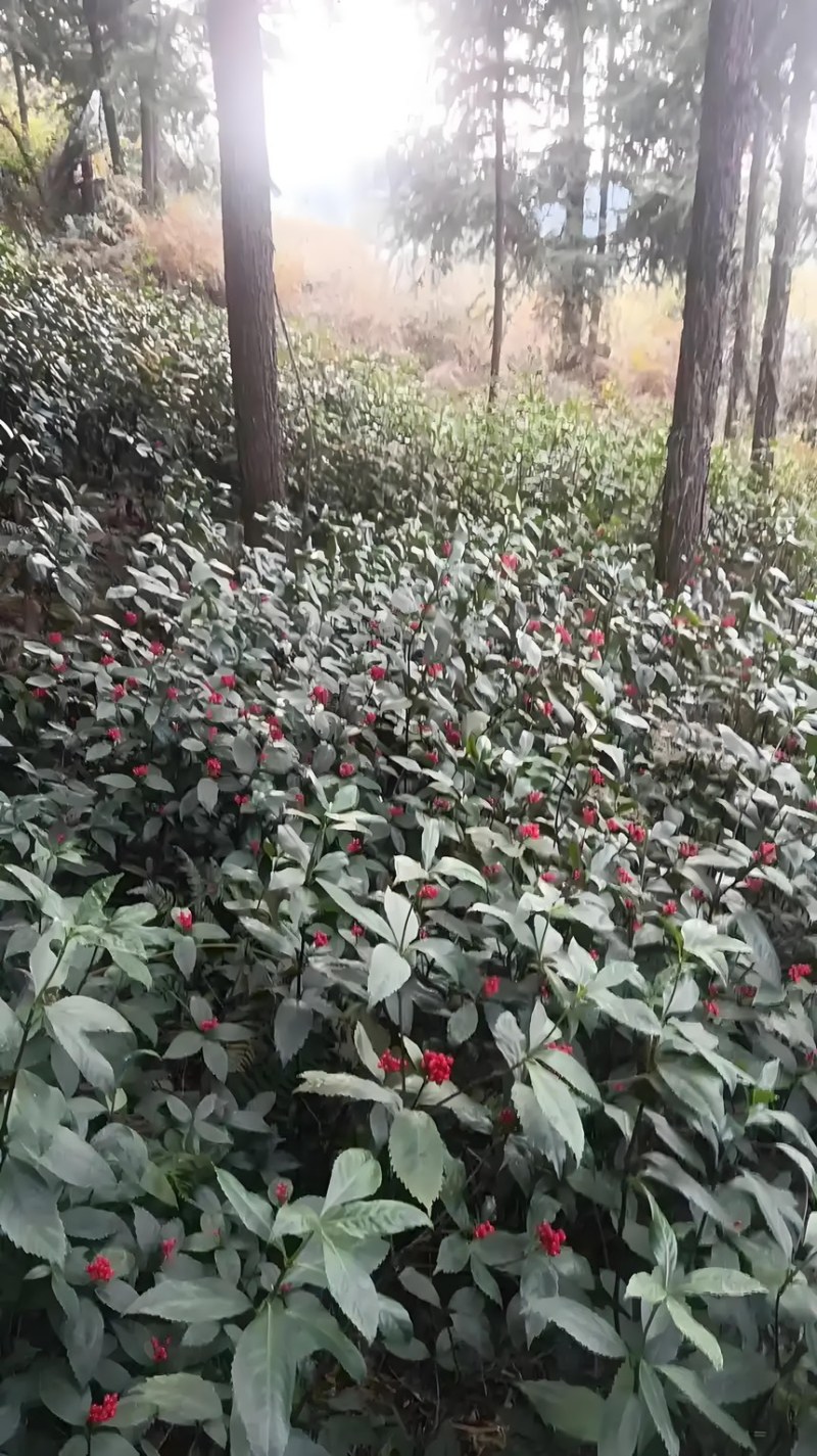 草珊瑚苗基地现挖现发新鲜批发草珊瑚苗