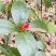 草珊瑚苗基地现挖现发新鲜批发草珊瑚苗