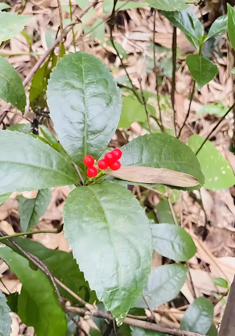 草珊瑚苗基地现挖现发新鲜批发草珊瑚苗