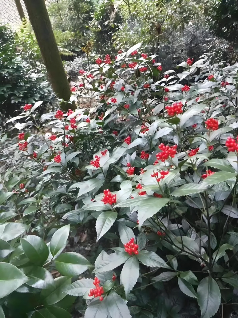 草珊瑚苗基地现挖现发新鲜批发草珊瑚苗