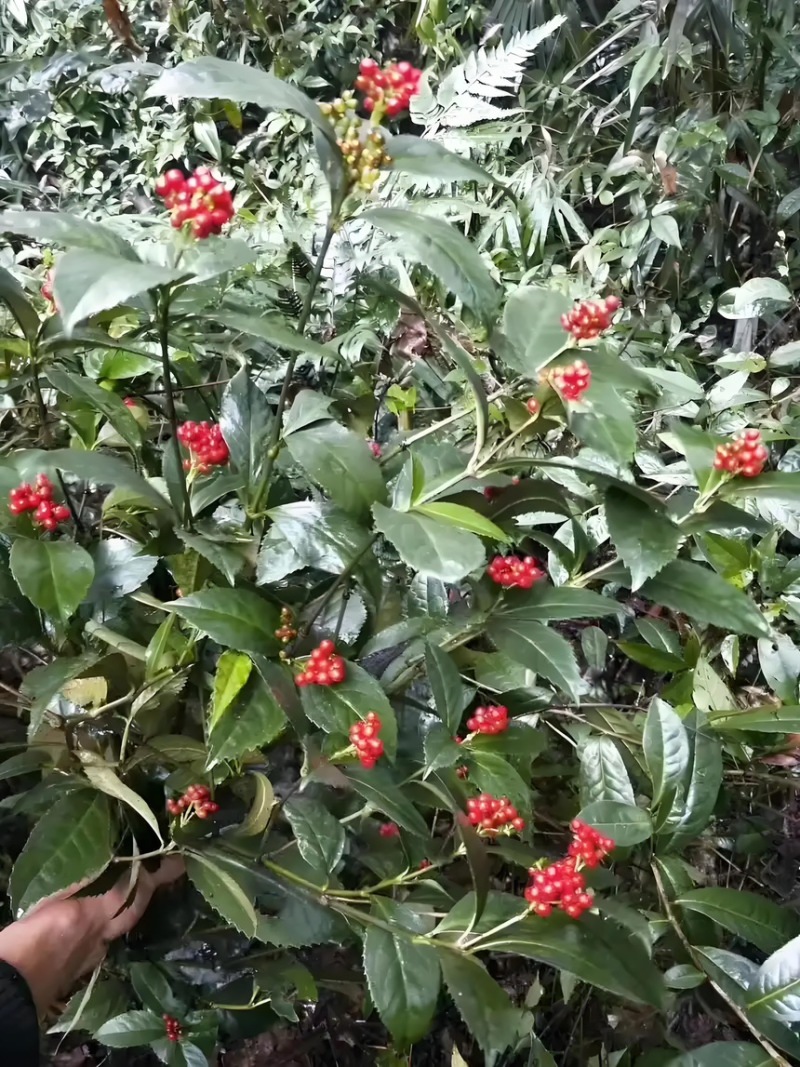 草珊瑚苗基地现挖现发新鲜批发草珊瑚苗