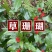 草珊瑚苗基地现挖现发新鲜批发草珊瑚苗