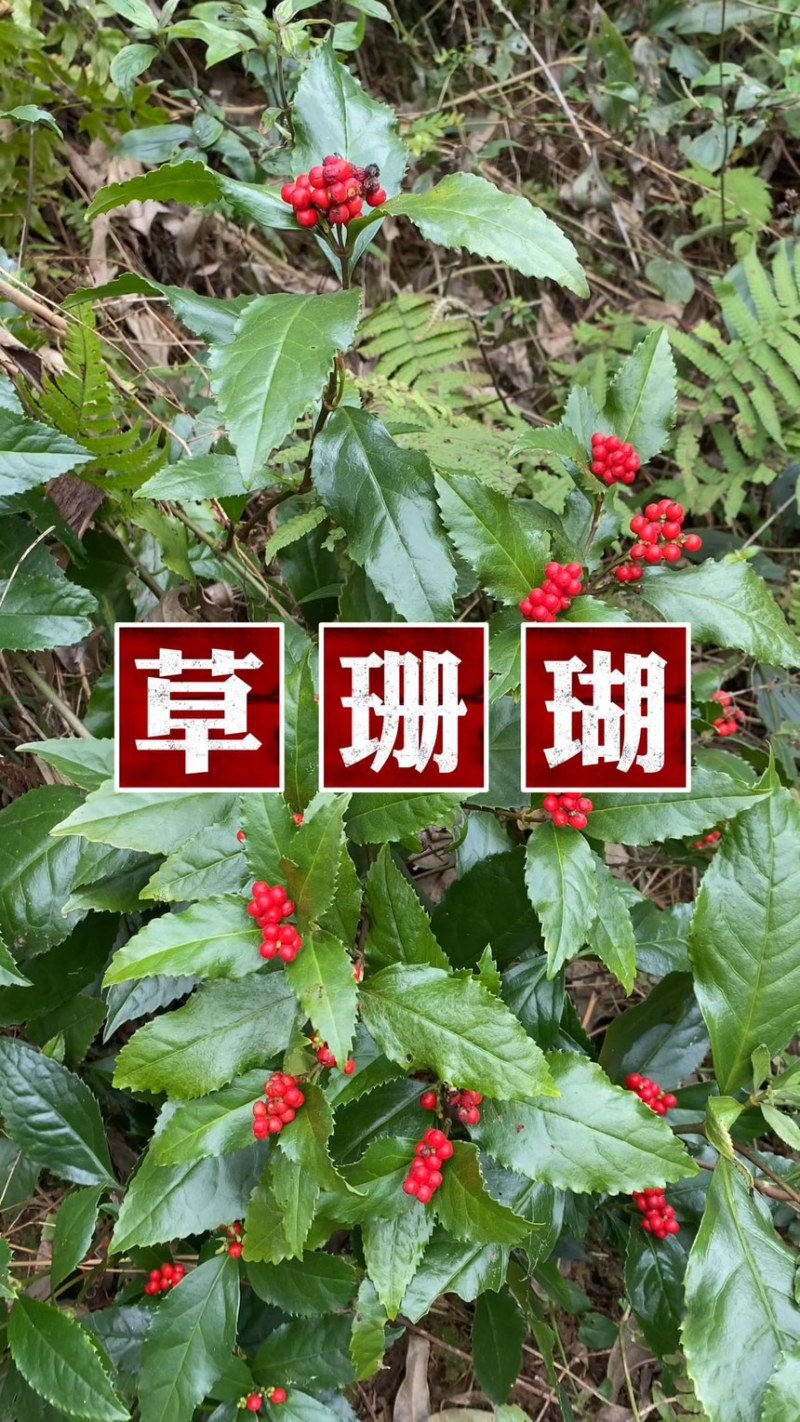 草珊瑚苗基地现挖现发新鲜批发草珊瑚苗