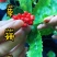草珊瑚苗基地现挖现发新鲜批发草珊瑚苗