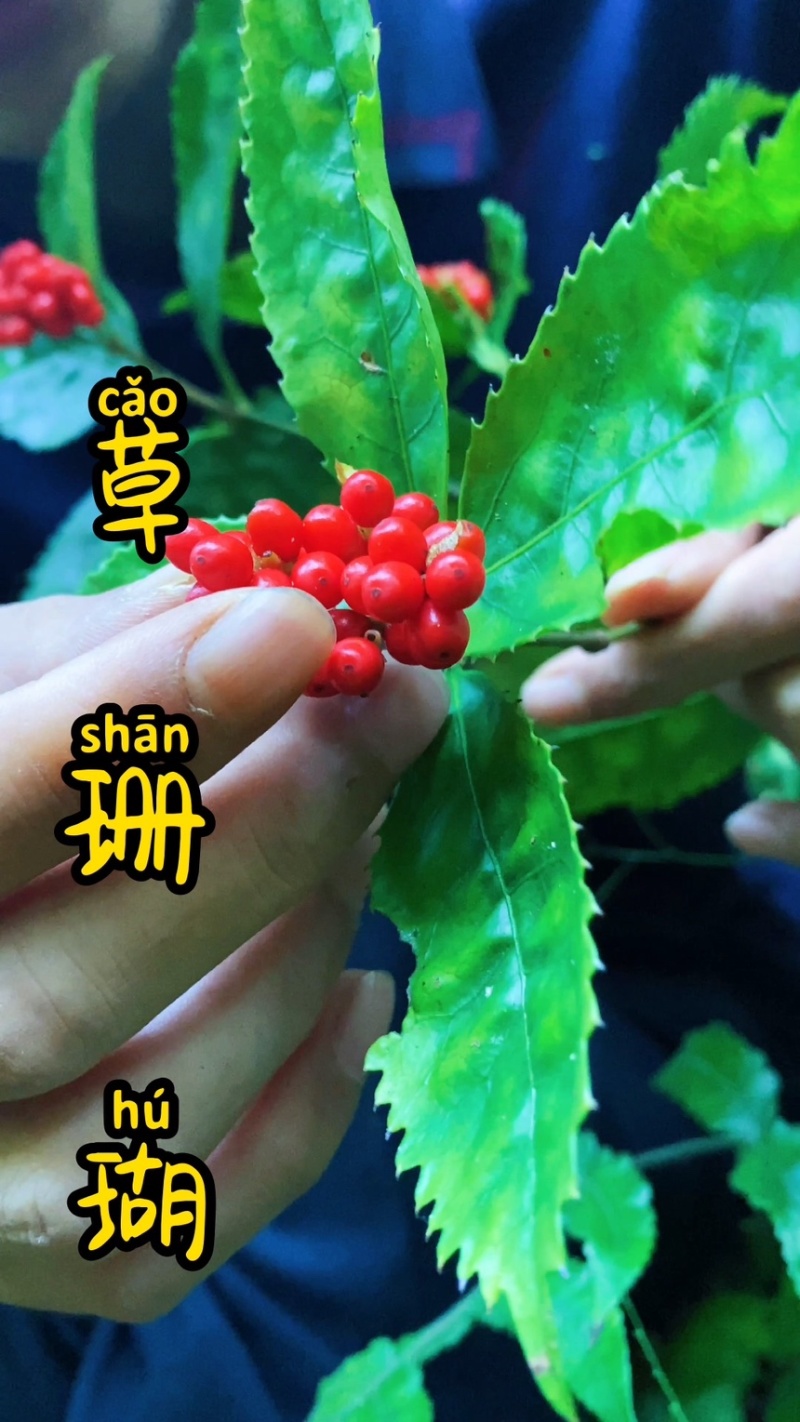 草珊瑚苗基地现挖现发新鲜批发草珊瑚苗