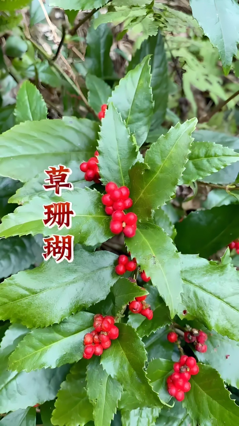 草珊瑚苗基地现挖现发新鲜批发草珊瑚苗