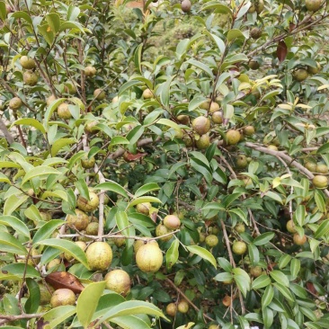 山茶油山里的土特产，原生态自产自销可视频看货代发全国