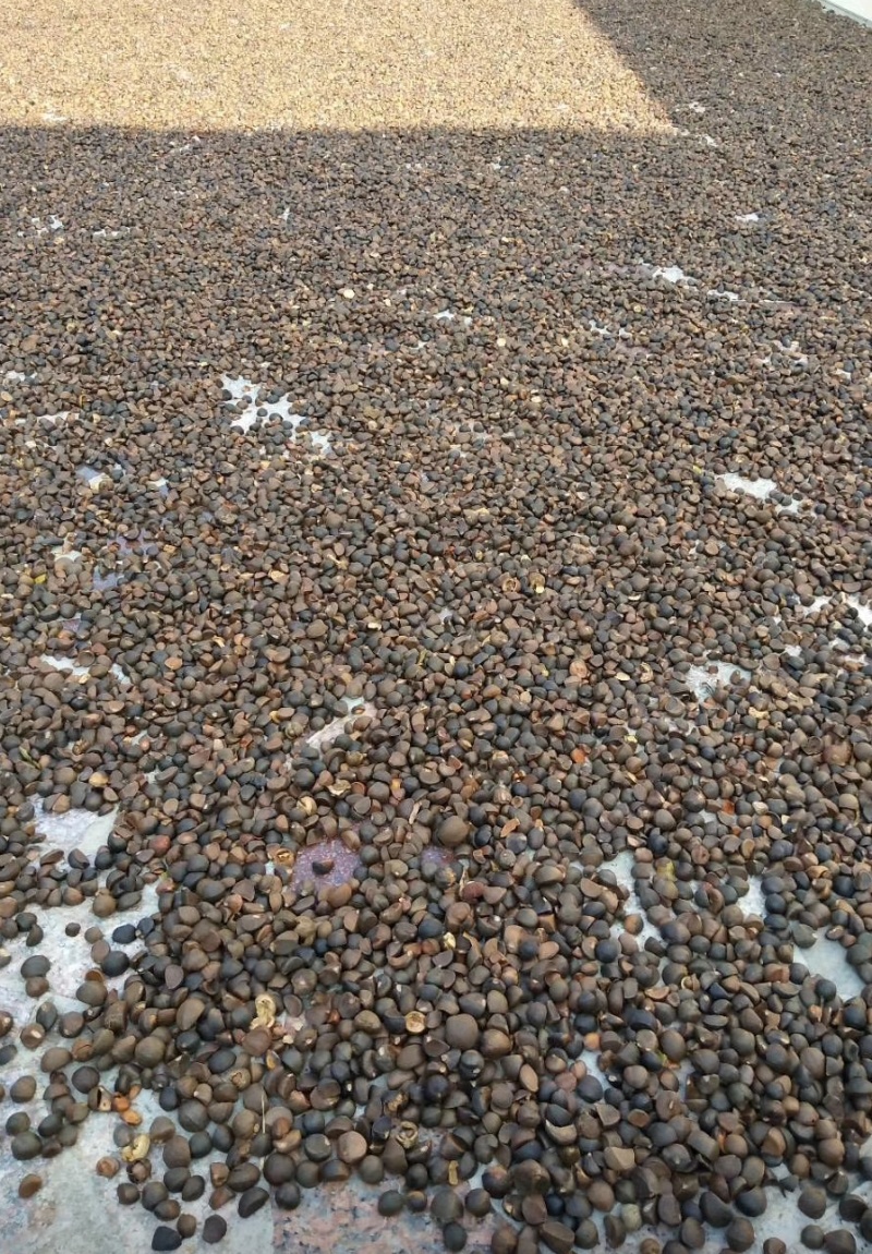 山茶油山里的土特产，原生态自产自销可视频看货代发全国
