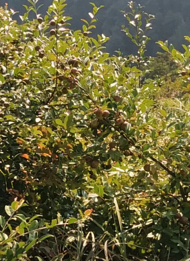 山茶油山里的土特产，原生态自产自销可视频看货代发全国