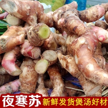 夜寒苏路边姜连姜多年野生根茎批发新鲜