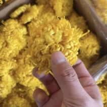 金丝皇菊