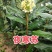 夜寒苏路边姜连姜多年野生根茎批发新鲜