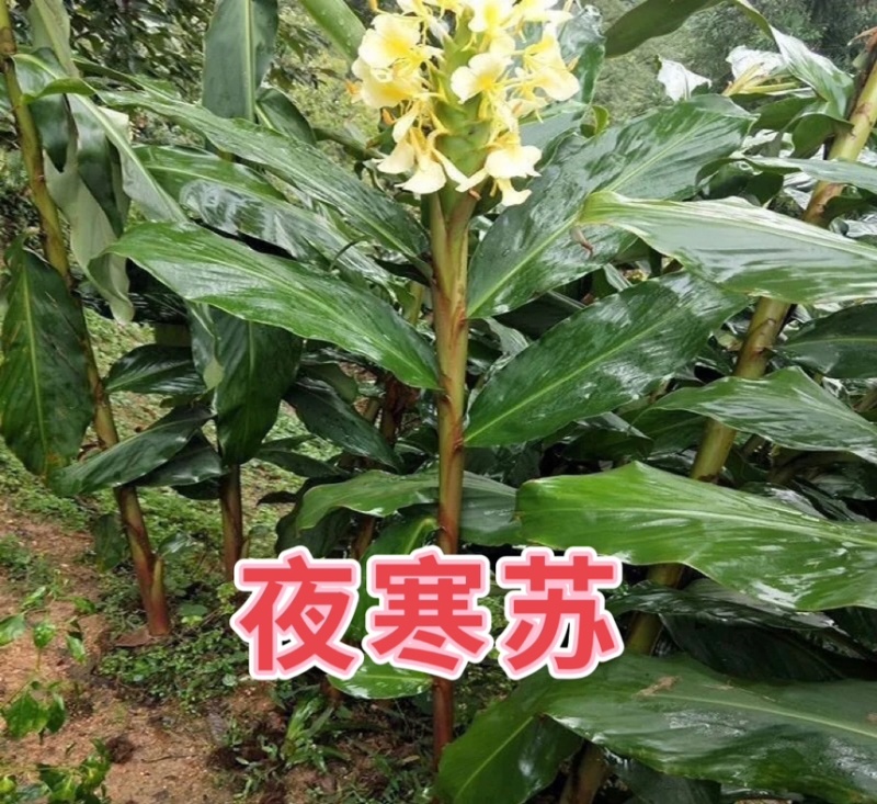 夜寒苏路边姜连姜多年野生根茎批发新鲜