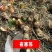 夜寒苏路边姜连姜多年野生根茎批发新鲜
