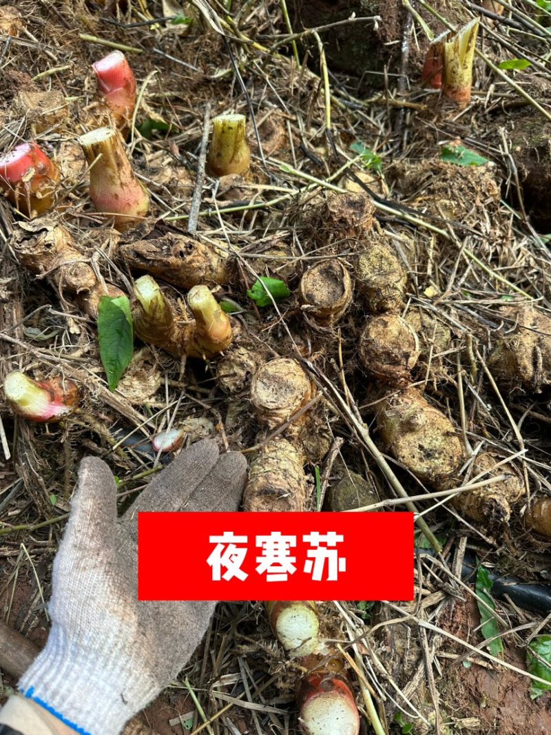 夜寒苏路边姜连姜多年野生根茎批发新鲜