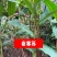 夜寒苏路边姜连姜多年野生根茎批发新鲜