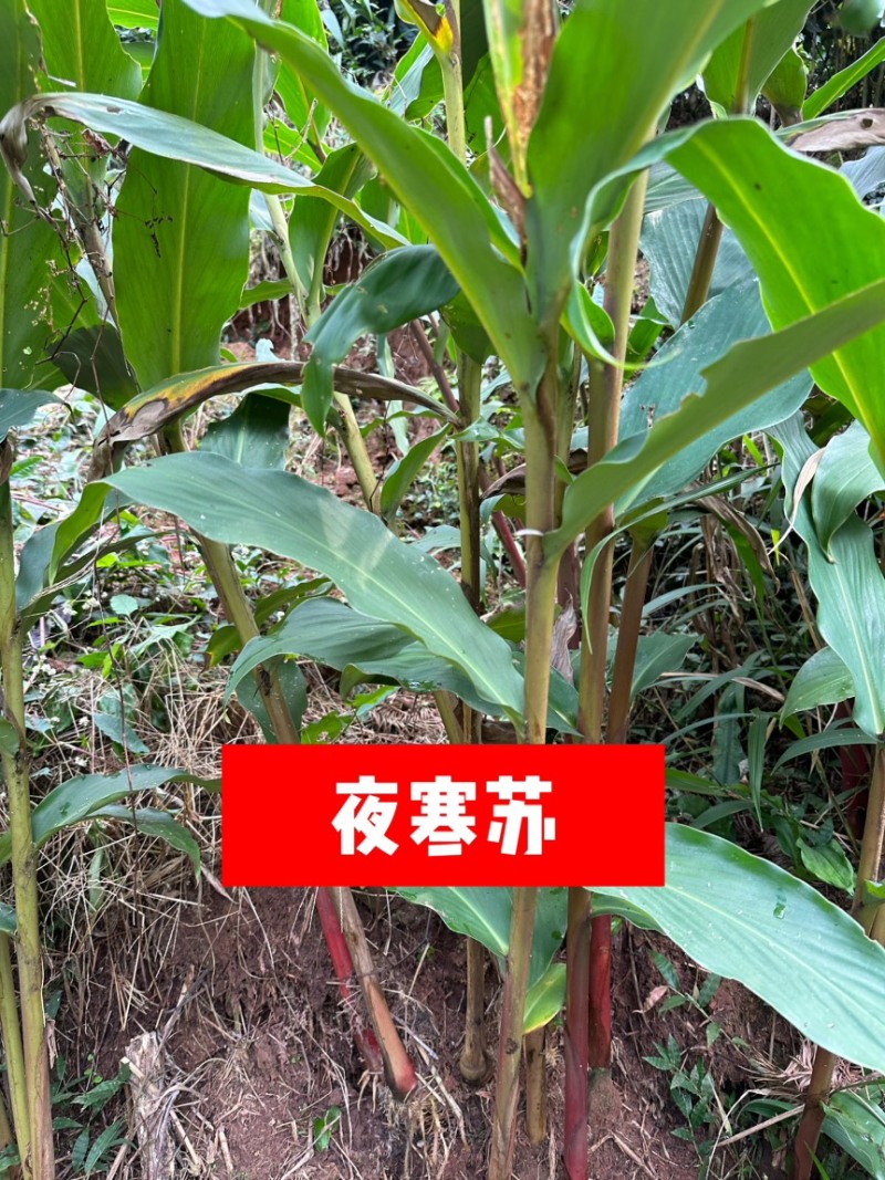 夜寒苏路边姜连姜多年野生根茎批发新鲜