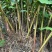 夜寒苏路边姜连姜多年野生根茎批发新鲜