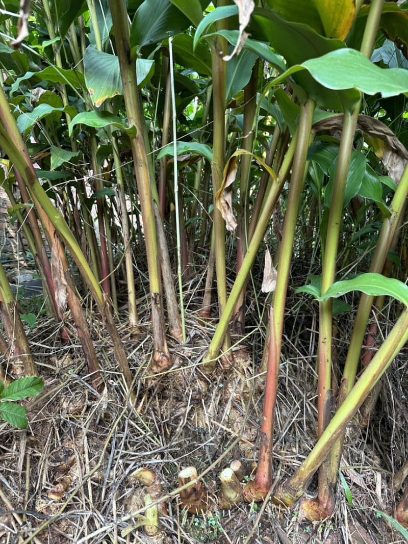 夜寒苏路边姜连姜多年野生根茎批发新鲜
