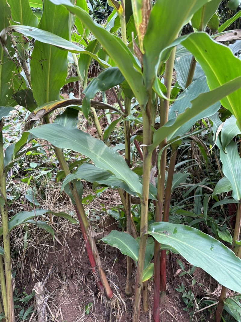 夜寒苏路边姜连姜多年野生根茎批发新鲜