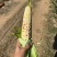 精品花糯676，质量好。量大，现货。