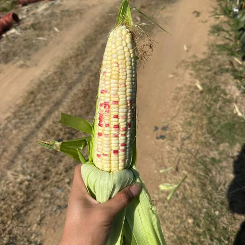 精品花糯676，质量好。量大，现货。