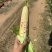 精品花糯676，质量好。量大，现货。