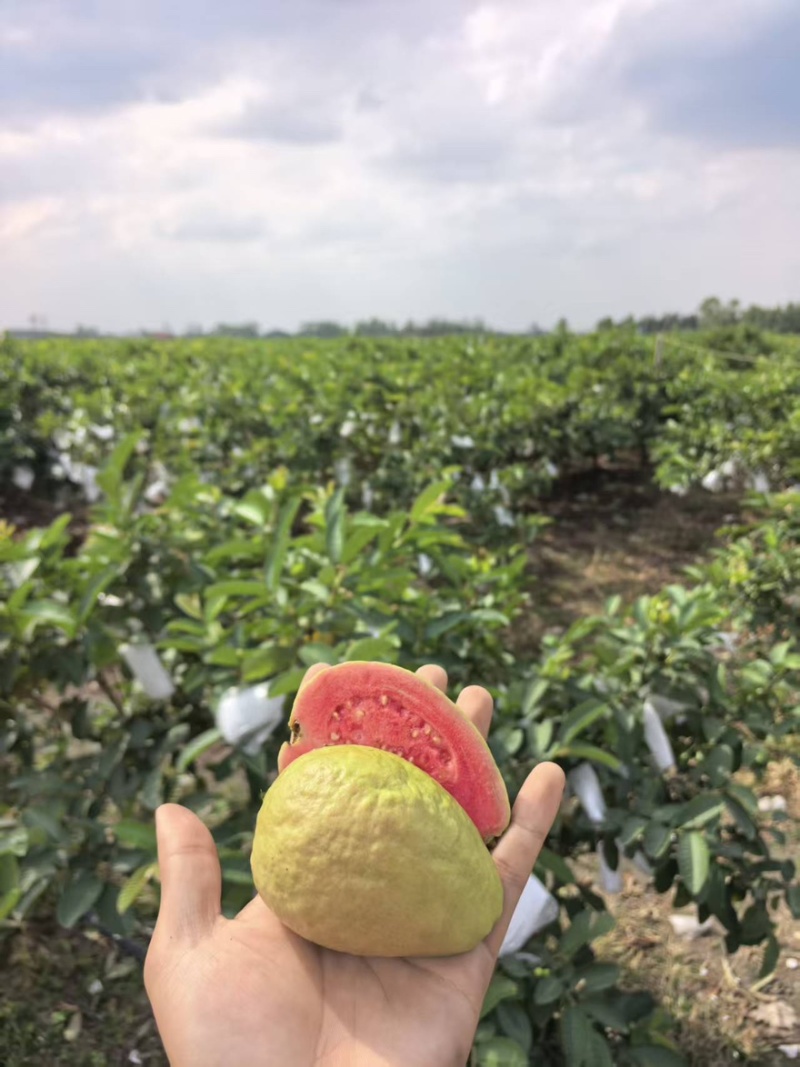 精品红心白心芭乐青线椒产地一手货源全国发货量大价优