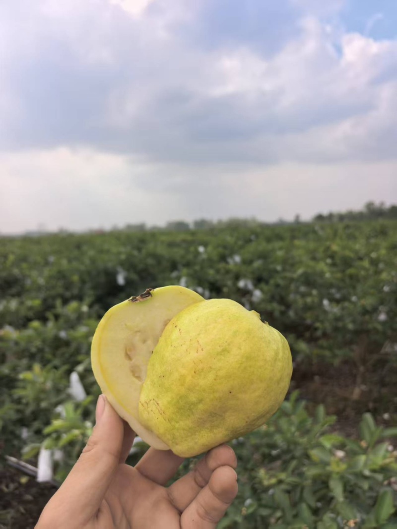 精品红心白心芭乐青线椒产地一手货源全国发货量大价优