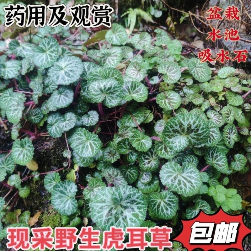 虎耳草野生中药材基地直供现挖现发新鲜批发虎耳草