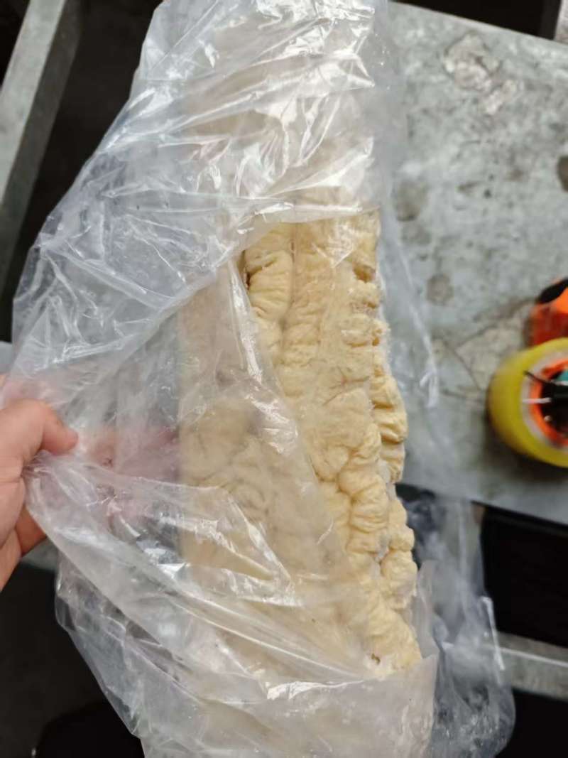 纯干次一级大肠
