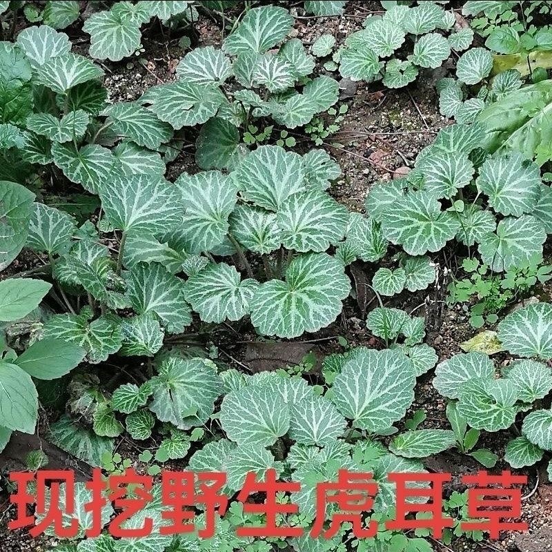 虎耳草野生中药材基地直供现挖现发新鲜批发虎耳草