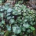 虎耳草野生中药材基地直供现挖现发新鲜批发虎耳草