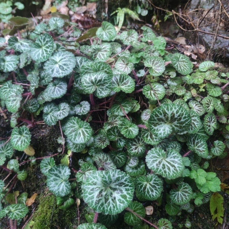虎耳草野生中药材基地直供现挖现发新鲜批发虎耳草